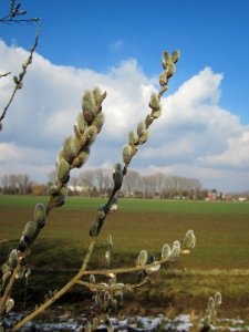 20130314Salix_caprea14