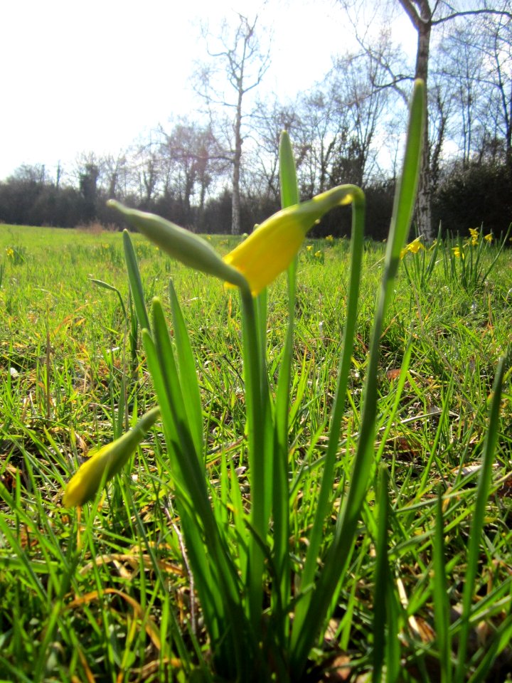 20130314Osterglocken_Hockenheim5