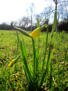 20130314Osterglocken_Hockenheim5