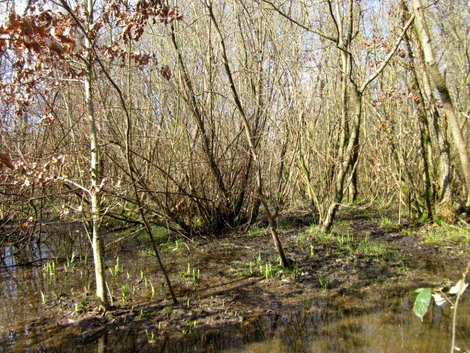 20130407St_Arnualer_Wiesen27