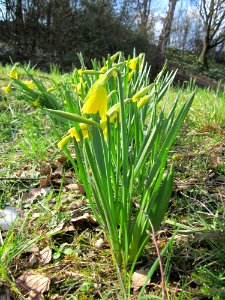 20130314Osterglocken_Hockenheim7