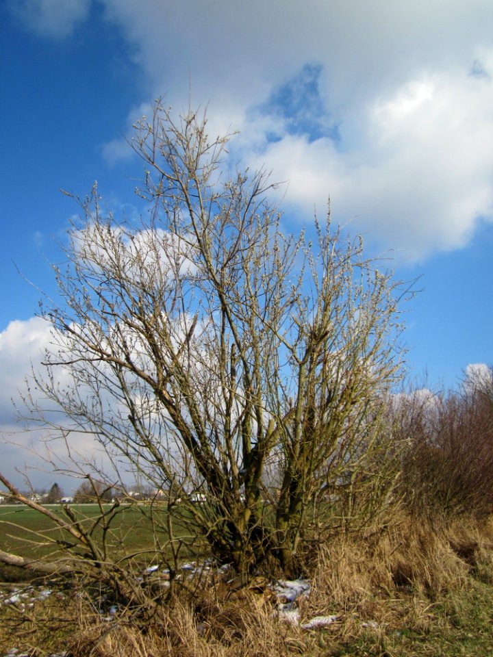 20130314Salix_caprea01