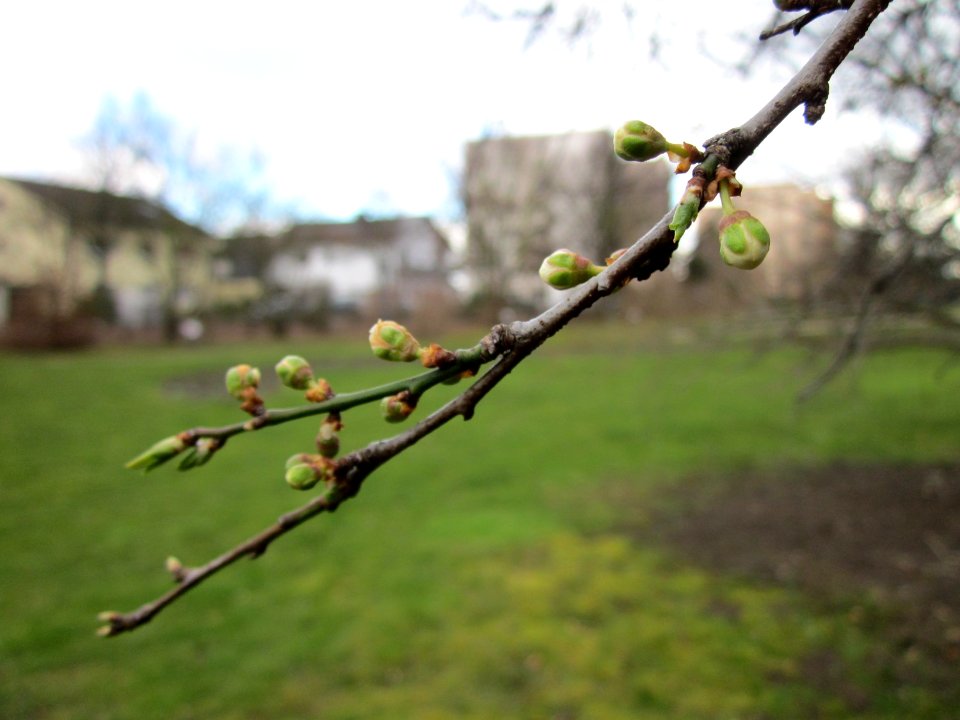 20130320Gartenschaupark_Hockenheim05