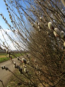 20130314Salix_caprea08