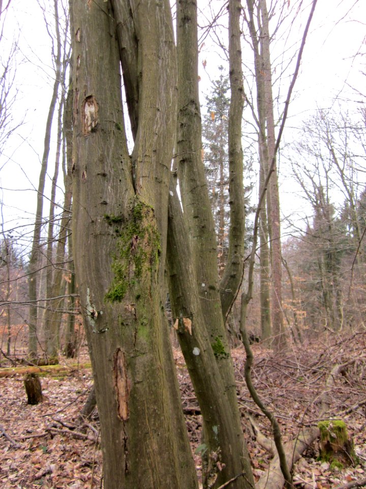 20130331Carpinus_betulus2