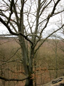 20130310Kleiner_Fudji08