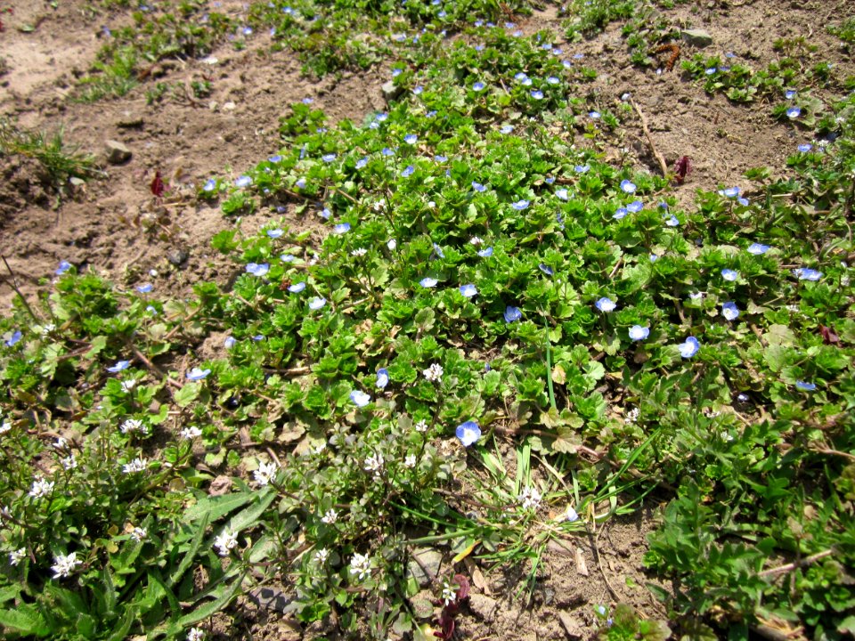 20130407Veronica_persica1