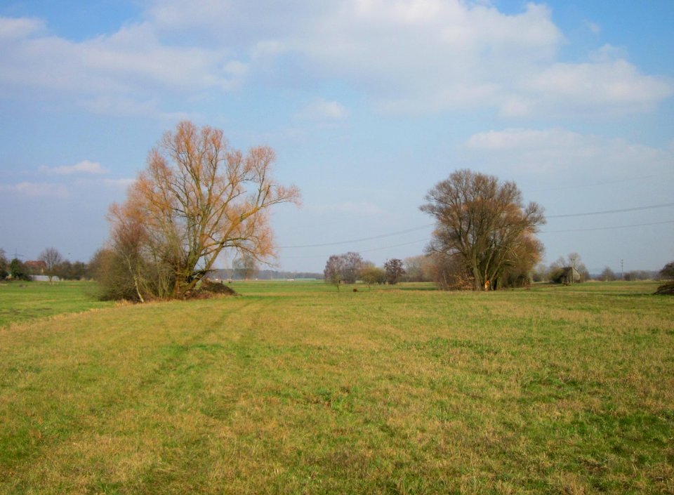 20130327Salix_alba03