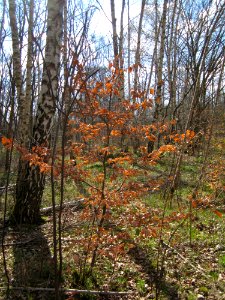 20130407St_Arnualer_Wiesen25