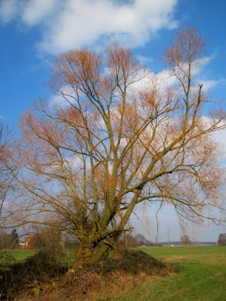 20130327Salix_alba05