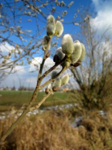 20130314Salix_caprea15