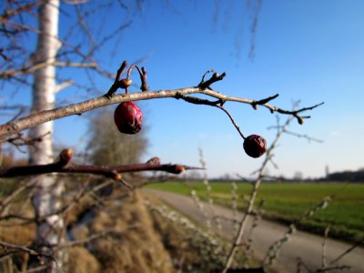 20130315Weissdorn_Hockenheim3