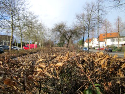 20130320Hainbuchenhecken_Hockenheim3