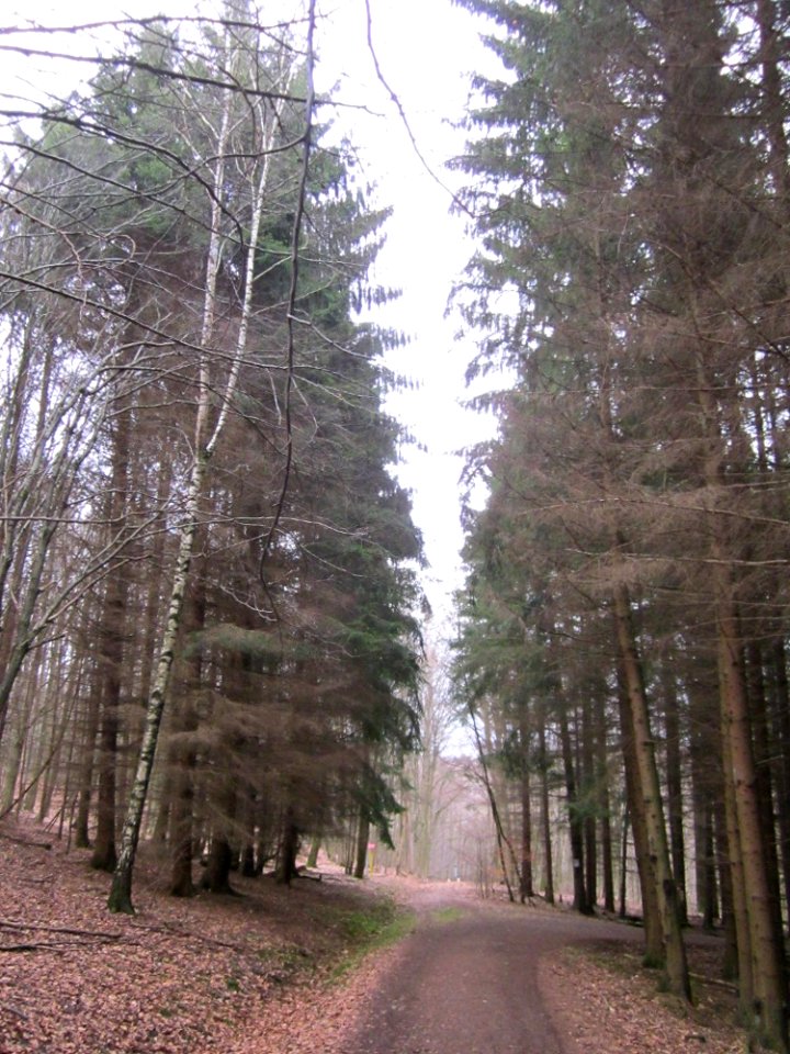 20130310Picea_abies
