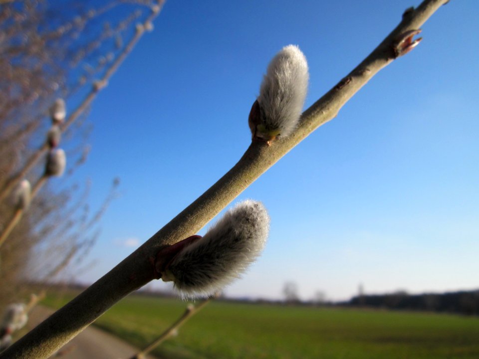 20130315Salix_caprea7