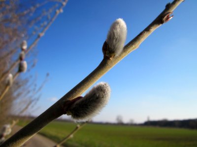 20130315Salix_caprea7