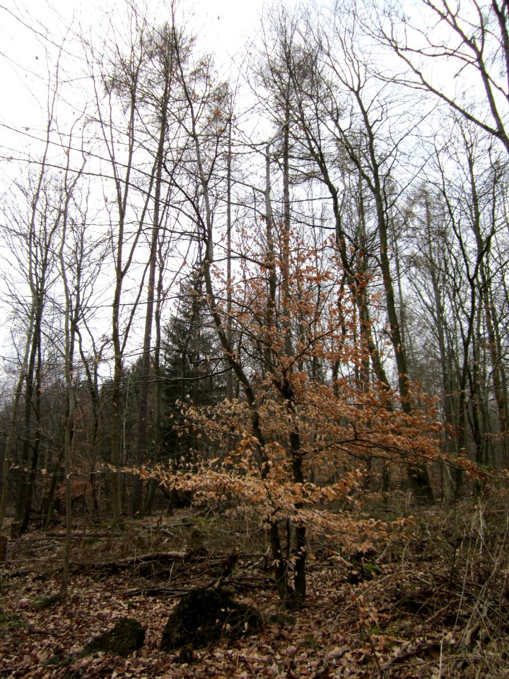 20130331Carpinus_betulus1
