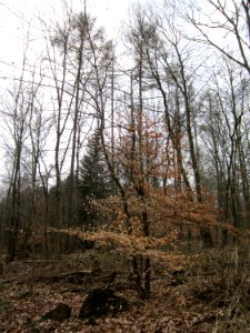 20130331Carpinus_betulus1