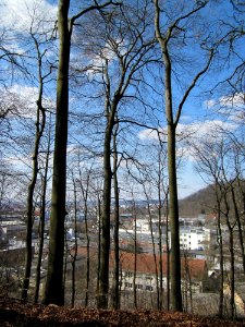 20130407Fagus_sylvatica5