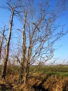 20130315Populus_tremula2