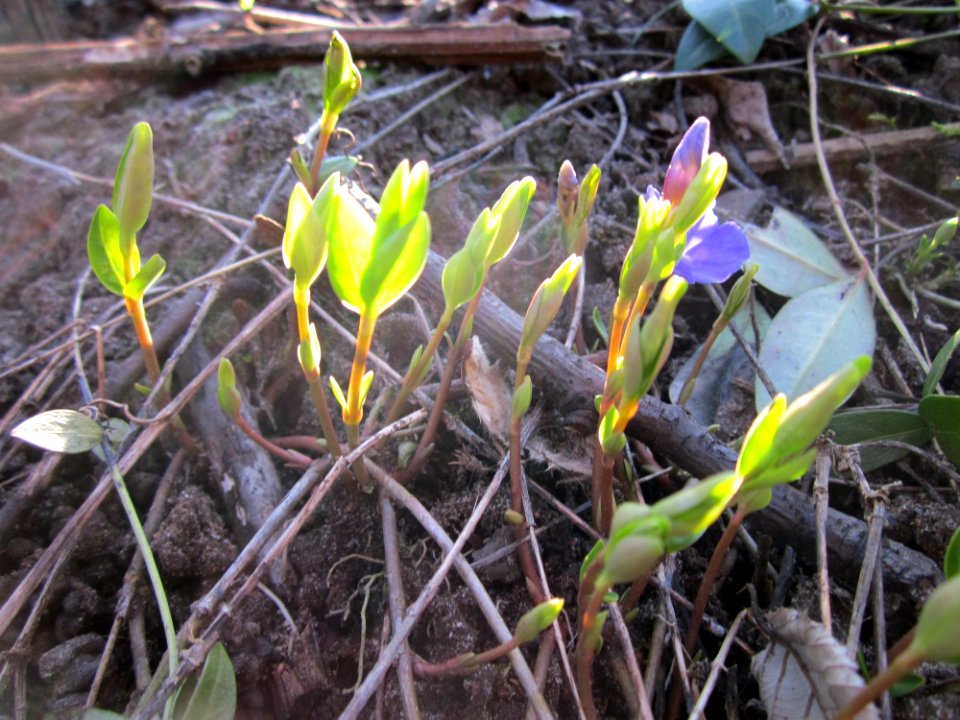 20130402Immergruen_Saarbruecken1