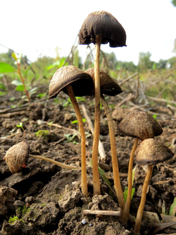 20130921Pilz_Ketschau2