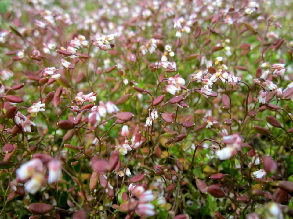 20130410Hungerbluemchen_Hockenheim1