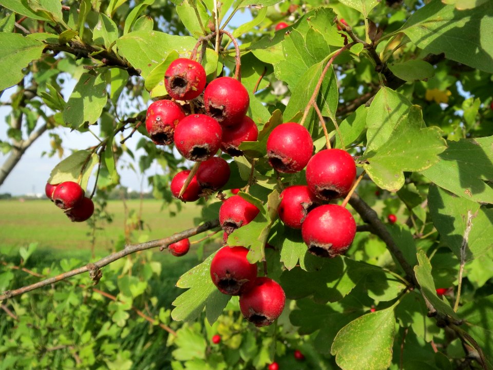 20130921Crataegus_monogyna2