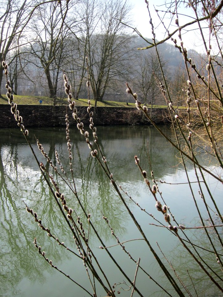 20130305Salix_caprea2