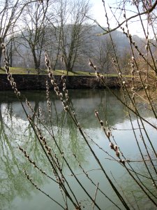20130305Salix_caprea2