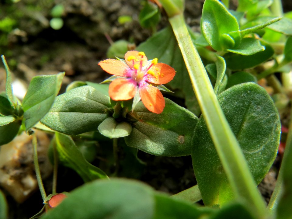 20130921Lysimachia_arvensis