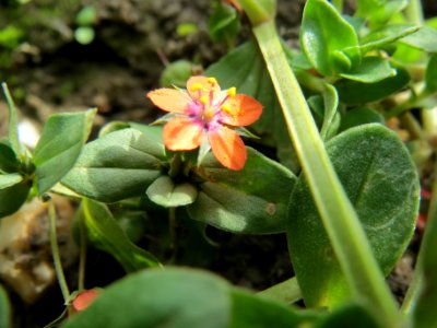 20130921Lysimachia_arvensis