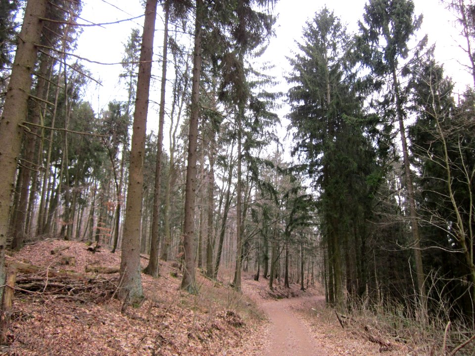 20130331Picea_abies4
