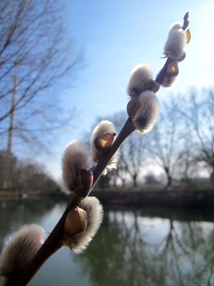 20130305Salix_caprea4