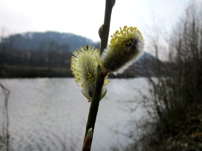 20130403Salix_caprea1