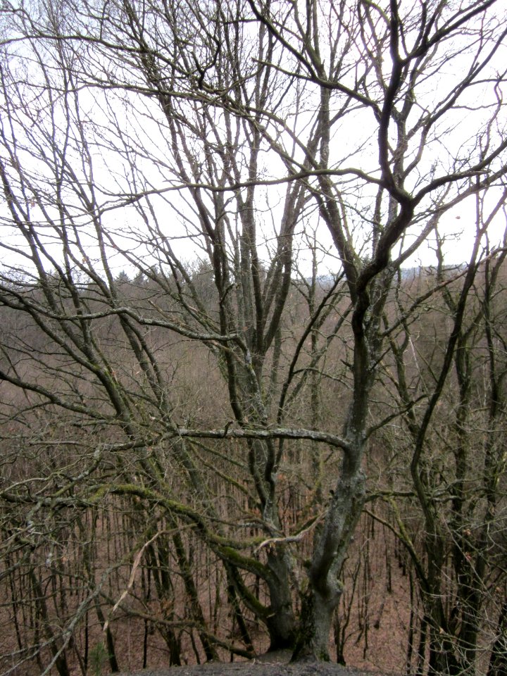20130310Kleiner_Fudji05