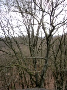 20130310Kleiner_Fudji05