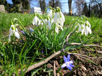 20130402Galanthus_nivalis2