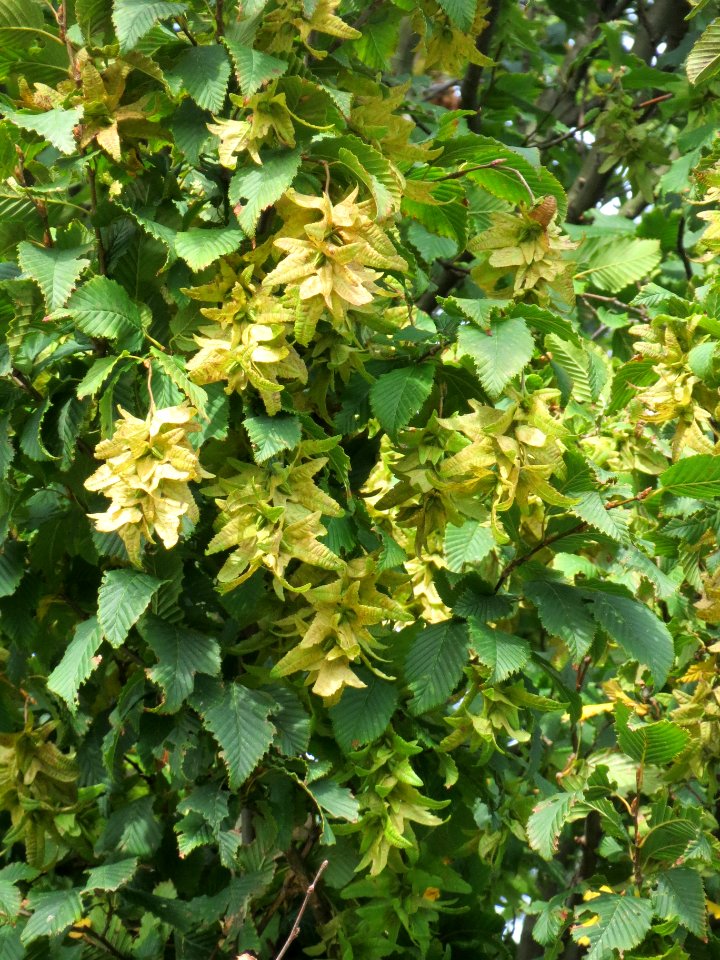 20130921Carpinus_betulus1