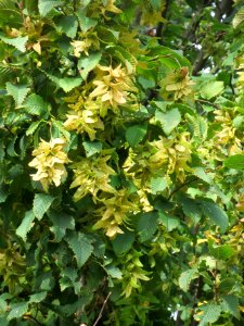 20130921Carpinus_betulus1