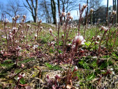 20130402Cardamine_hirsuta3