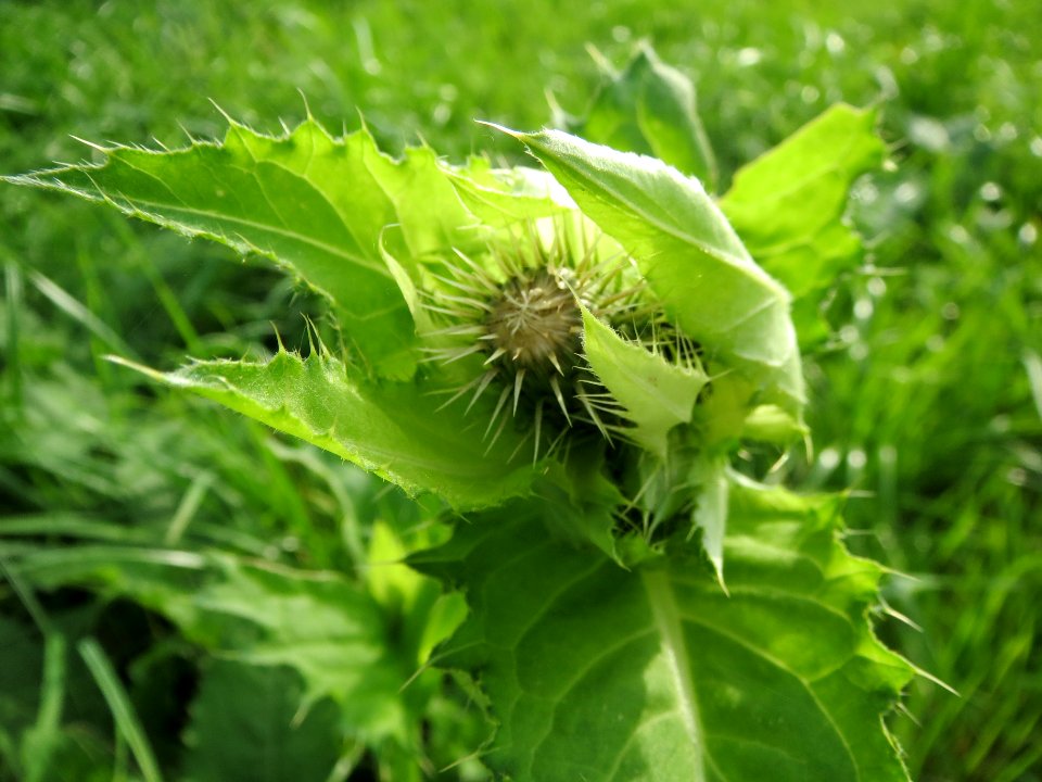 20130921Cirsium_oleraceum2