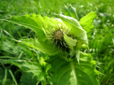 20130921Cirsium_oleraceum2