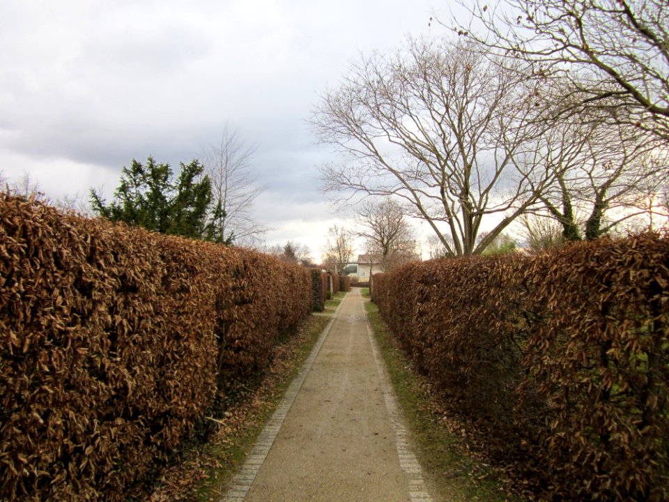 20130320Hainbuchenhecken_Hockenheim1