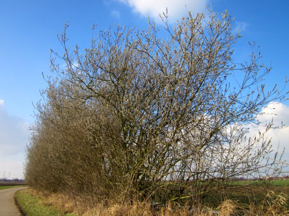 20130314Salix_caprea02