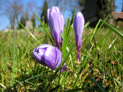 20130402Crocus_tommasinianus