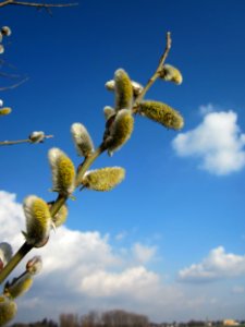 20130314Salix_caprea18