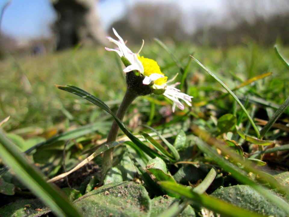 20130306Gaensebluemchen_Staden1