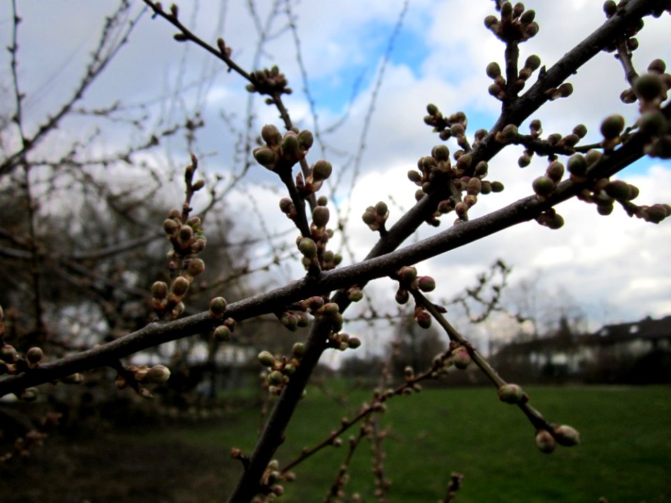 20130320Gartenschaupark_Hockenheim04