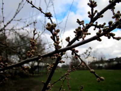 20130320Gartenschaupark_Hockenheim04